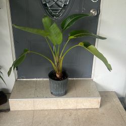Bird Of Paradise Live Plant