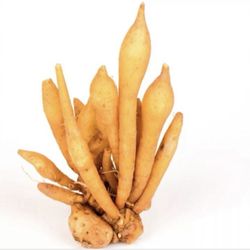 Finger Root Ginger Plant 