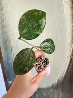 Hoya Verticillata Neon Pink