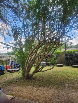 Large Crepe myrtle tree