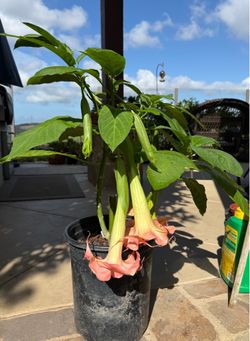 Double layer pink flowers Angel Trumpet plants