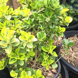 Privacy fence plants.