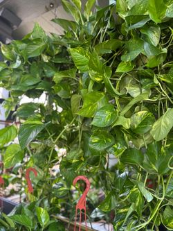 4ft Long Golden Pothos Plant