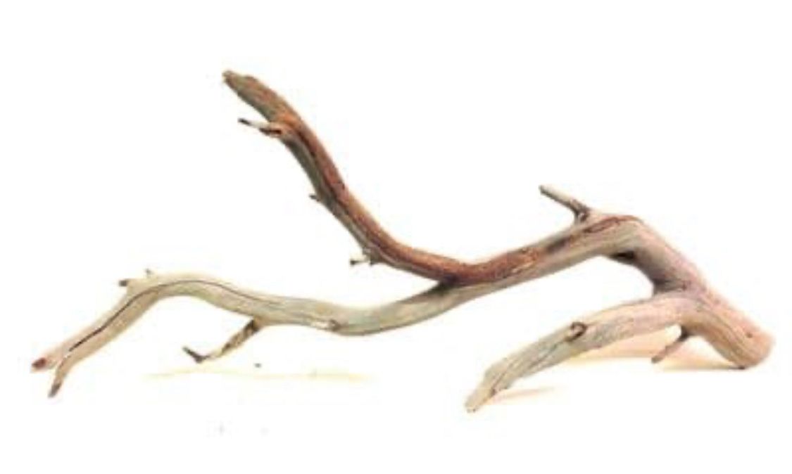 Manzanita