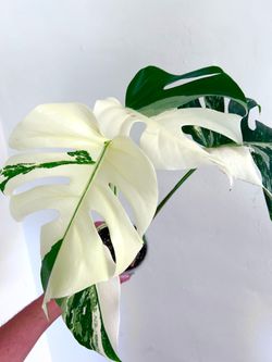 Monstera Albo High Variegated