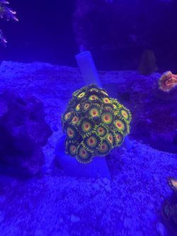 Tank raised rasta zoanthids reef decorations!