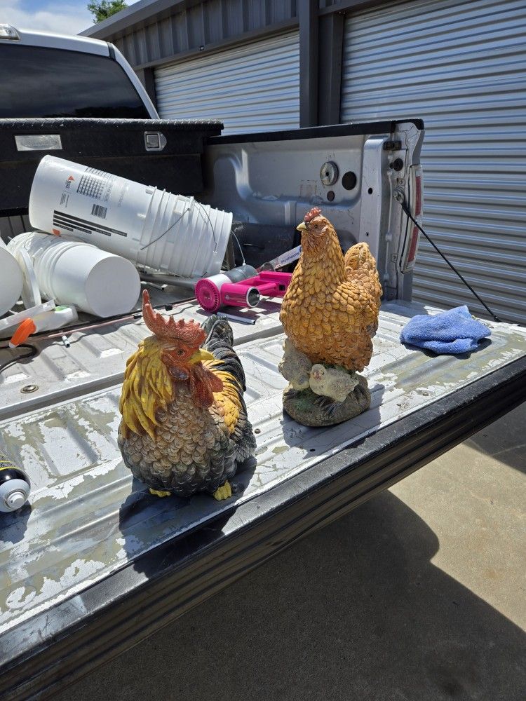 Chicken and rooster