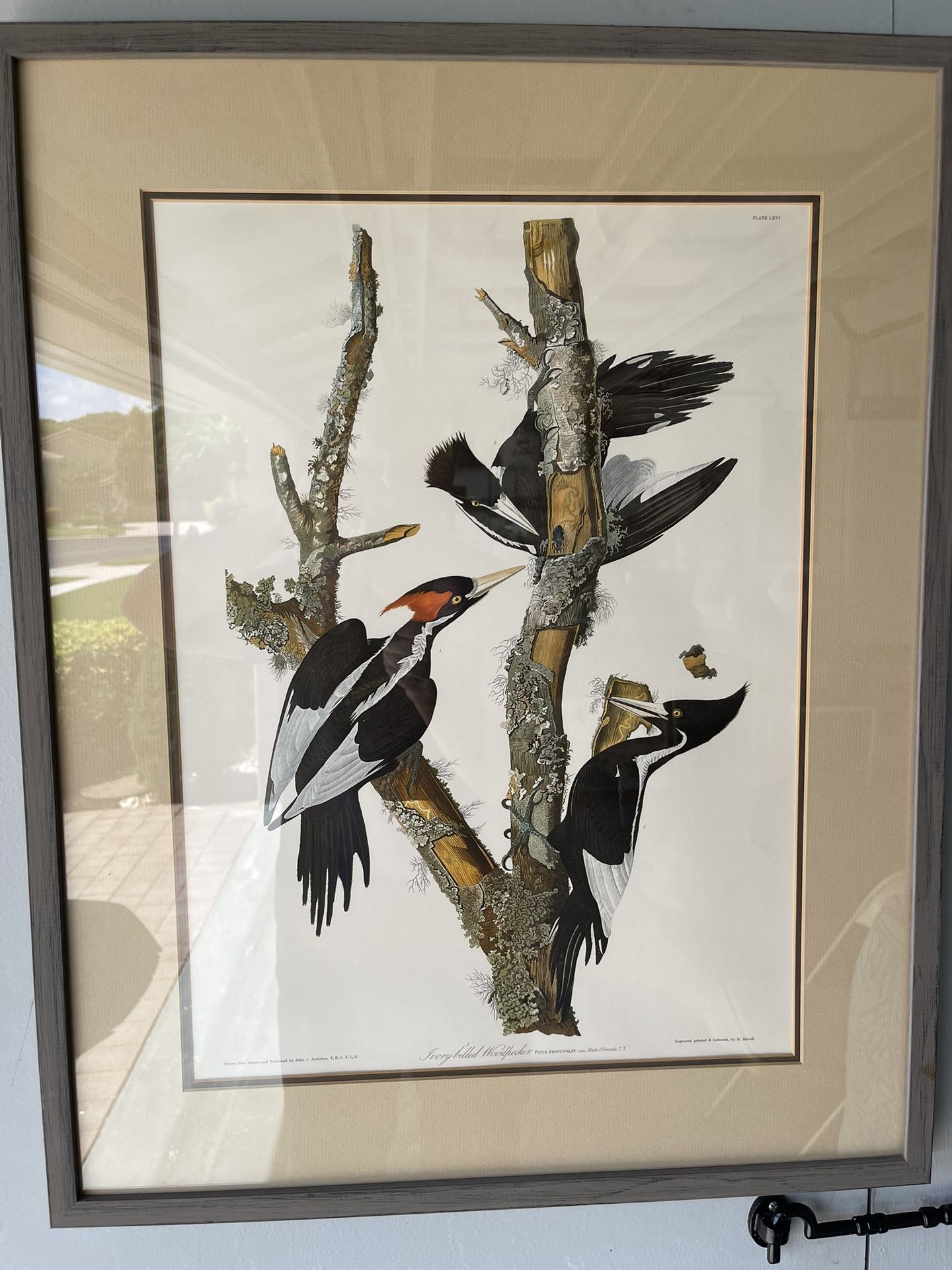 Three Ivory Billed Woodpeckers