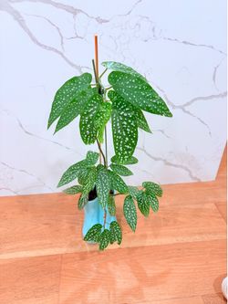Polka Dot Begonia (Begonia Maculata)