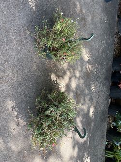 Purslane plant only $5