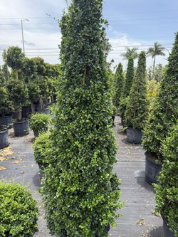 Plants Trees