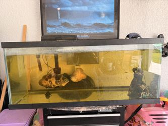 100 Gallon Tank