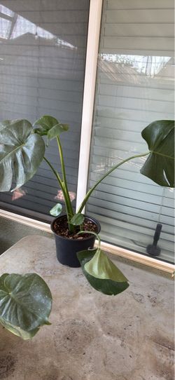 Monstera