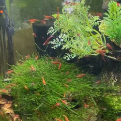 Java Moss 