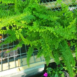 Lechos Plants 