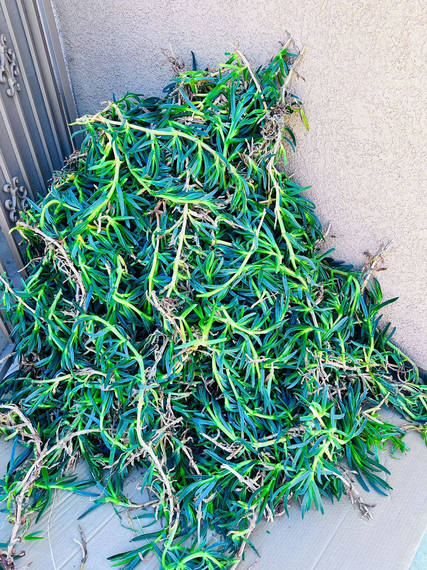 Succulent ice Plant Cuttings, A Lot Of Cuttings,$20 For All. Pick Up In Mira Mesa