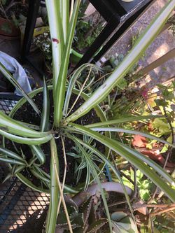 Spider plants