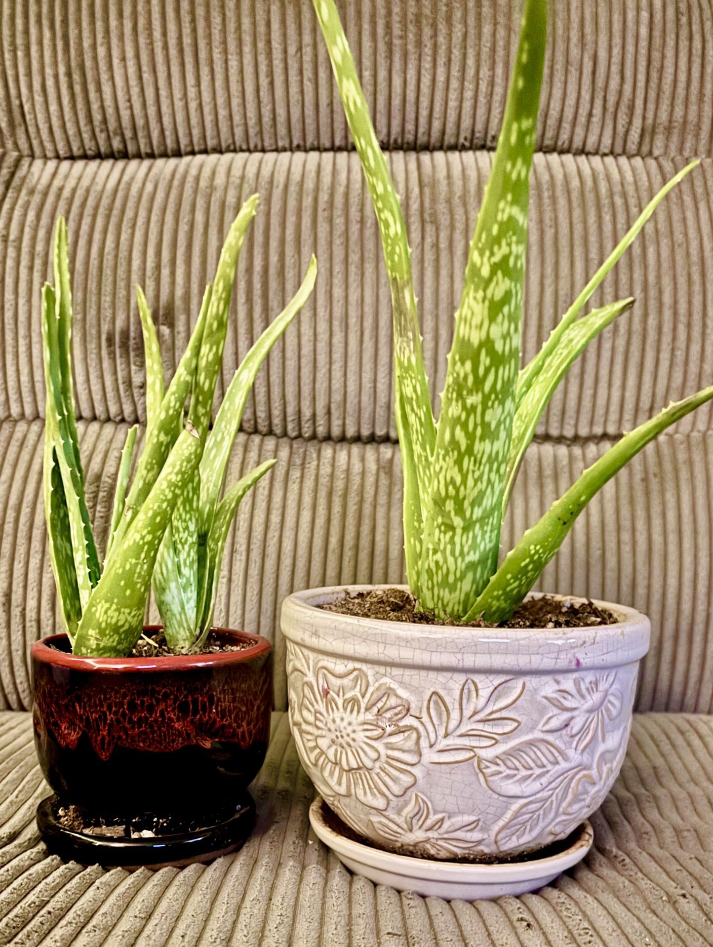 Potted aloe vera plants