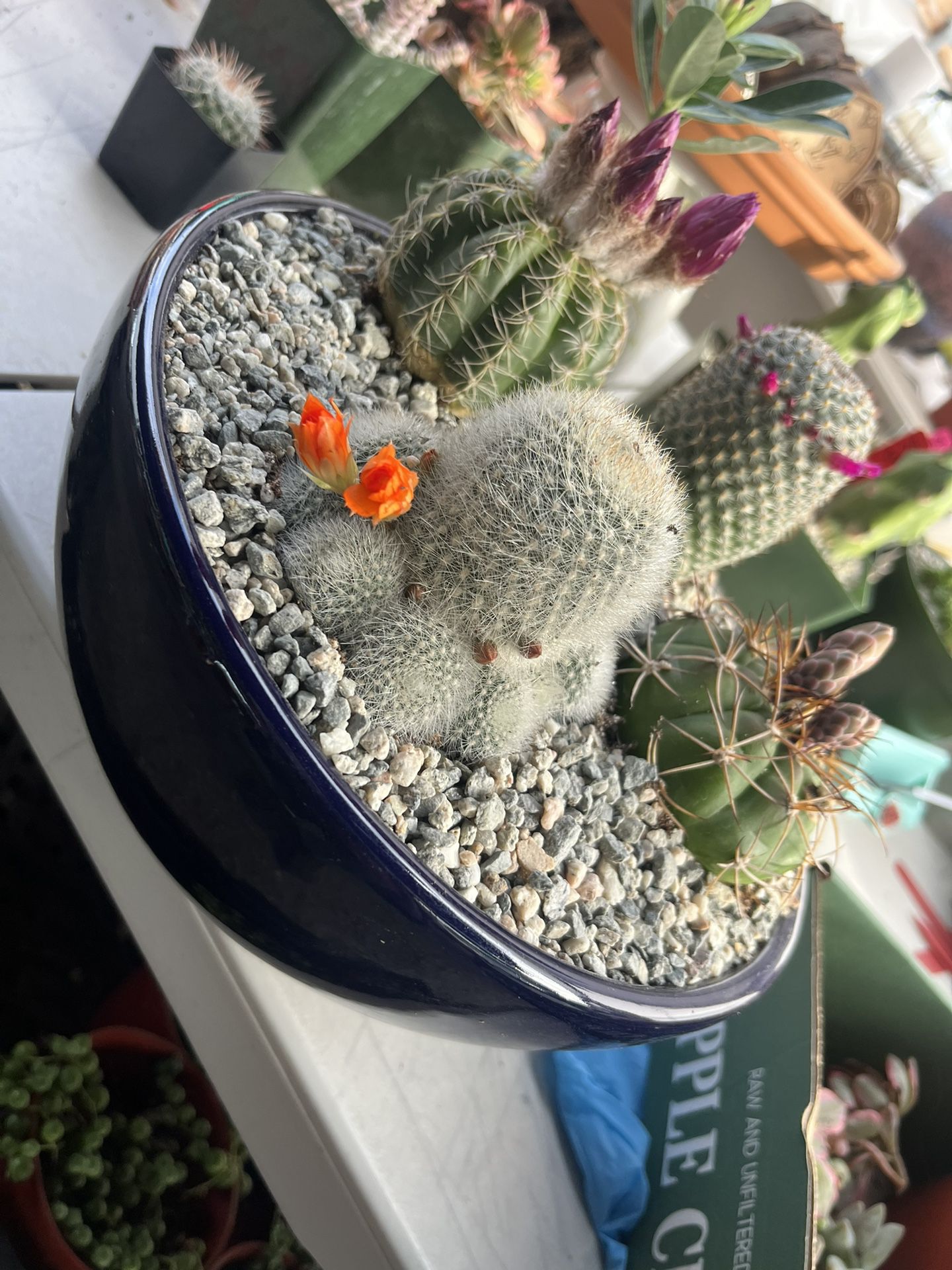 10” Ceramic Pot With Cactus 