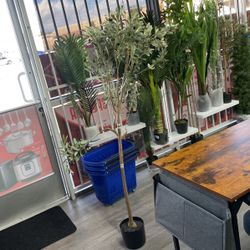 Olive Tree 6 Feet