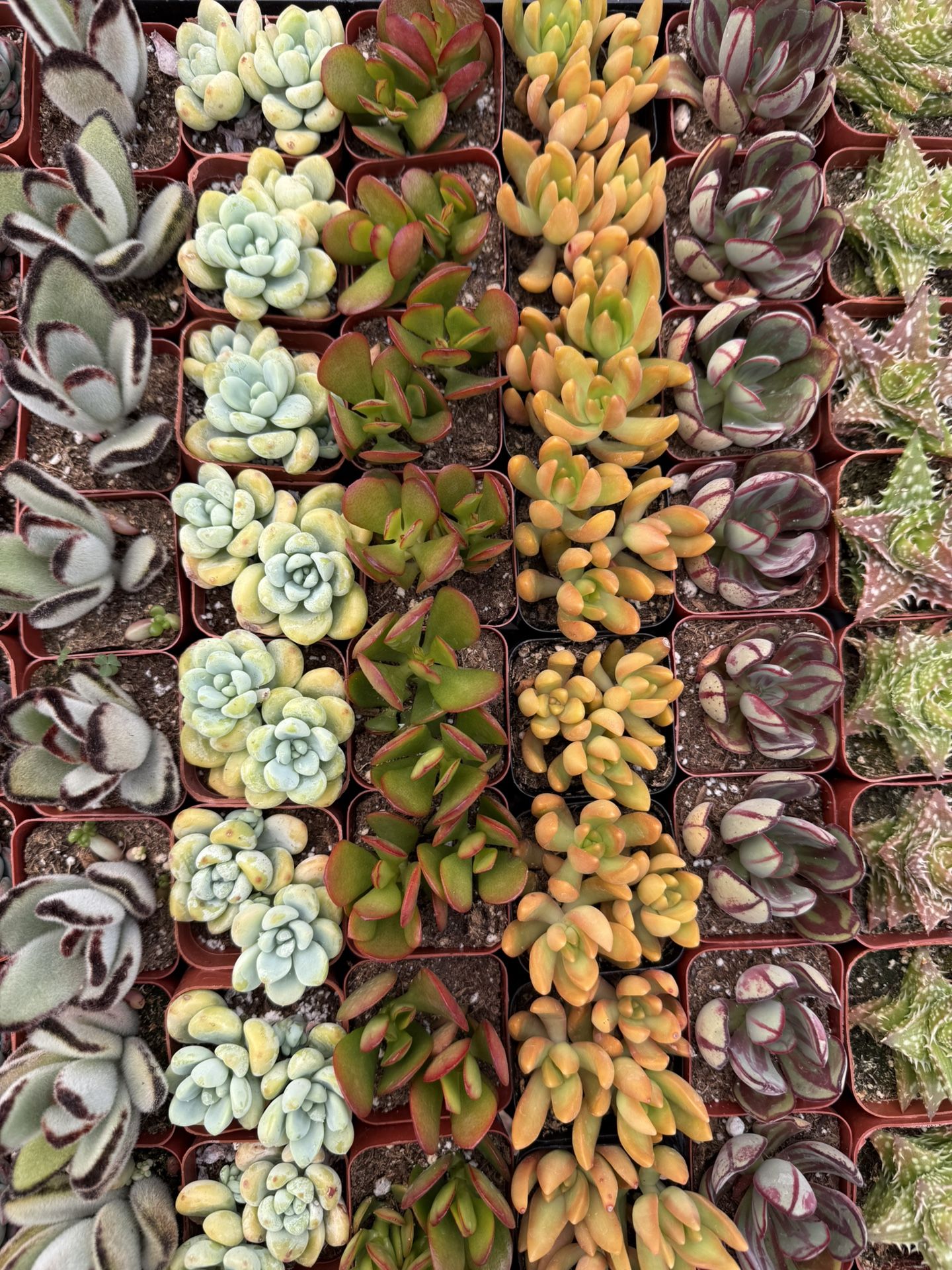 2” Succulent Party Favors 🌵🪴☺️