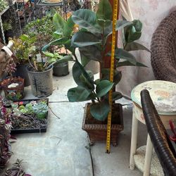 Artificial Banana Tree 45 Inches Tall