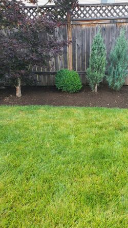 Dwarf Boxwoods/Shrubs  full grown