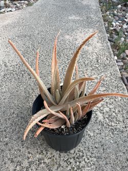 Aloe Vera Plant