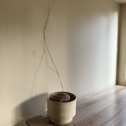 Stephania erect In Sanso LA Pot