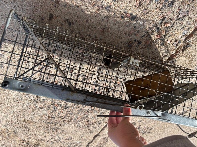 Pest Traps