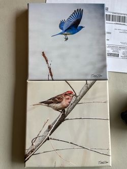 Bird Photography Canvas Prints Set of 2