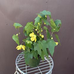 6” chinese lantern plant