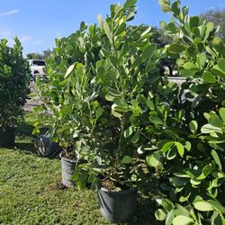 huge clusias over 6 feet tall  Instant  privacy Hedge for fence 