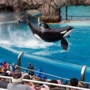 SeaWorld Tickets Available 🐬🐳🐙🐋🐟🐠