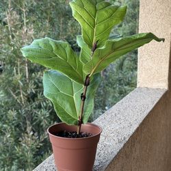 Fiddle Leaf Plant