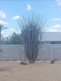 Ocotillo