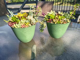Succulent arrangement