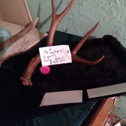 16 Inch 4 Point  Mule Antler 