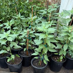 Chiltepin Plans $12 Each Price Firm