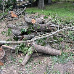 Free Tree Trunks For Firewood