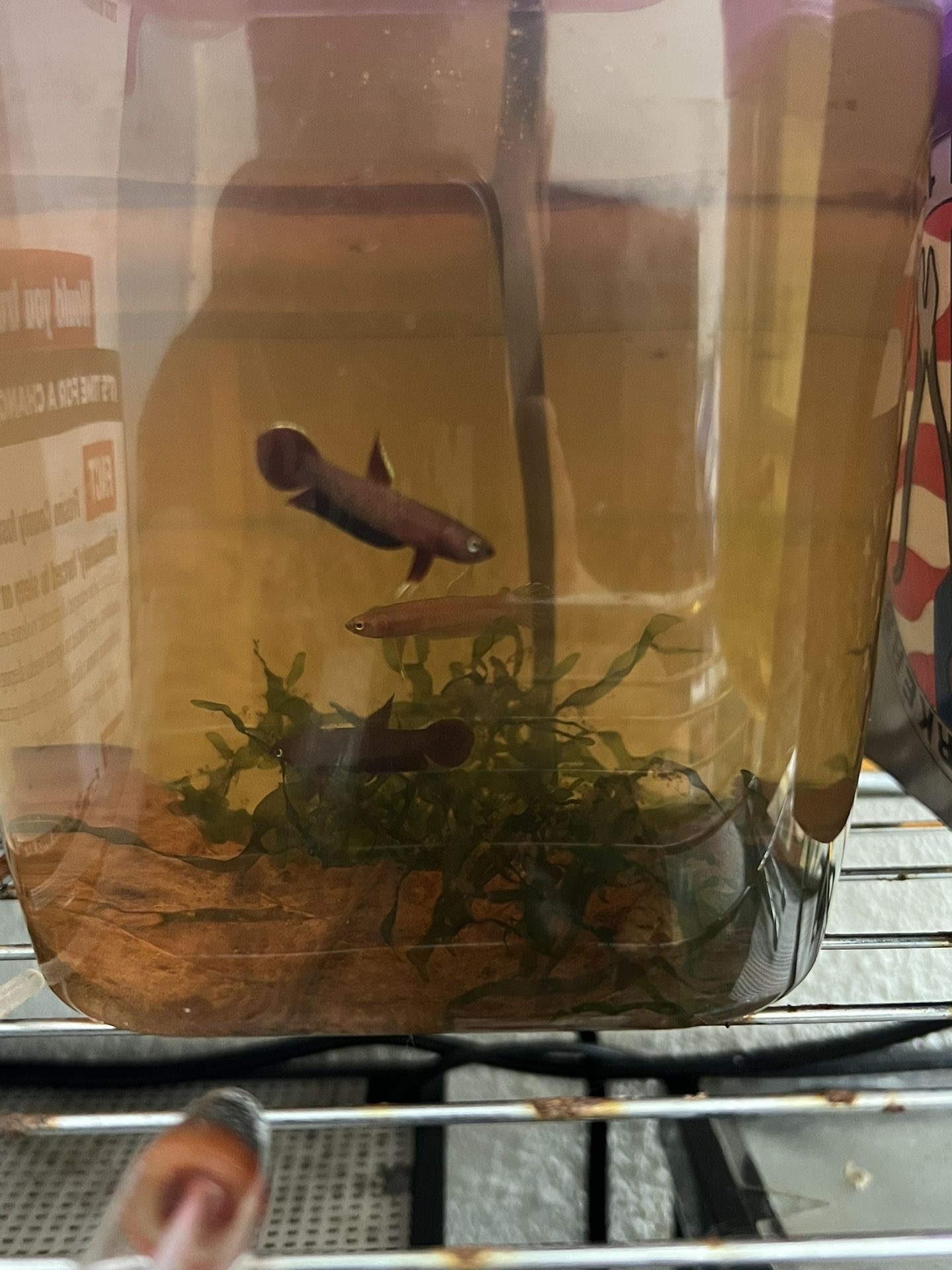 Betta Sp Jades