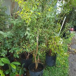 Pomegranate Tree