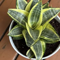 Rare Sansevieria Gold Star