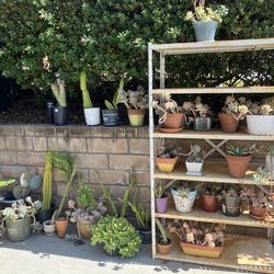 Succulent and cactus plants in pots
