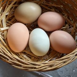 Chicken Eggs 