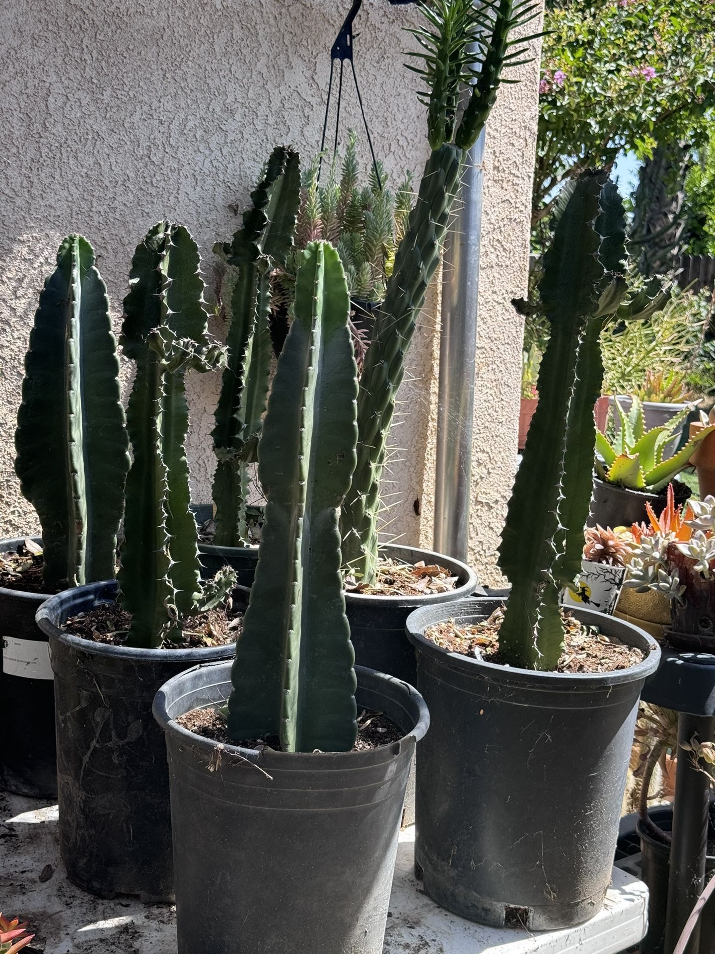 Cactus And Succulents 4”inch Pots
