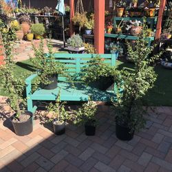 Portulacaria Afra ELEPHANT BUSH Succulent Plants 