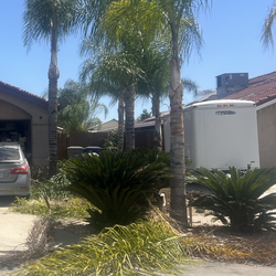 PALM TREE 🏝️ CARE