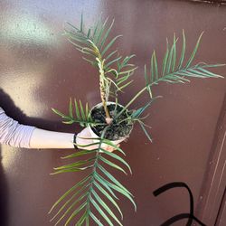 6” Big Philodendron Tortum