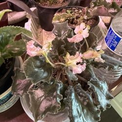 Pink African Violet Blooming In Pot Very Cute 